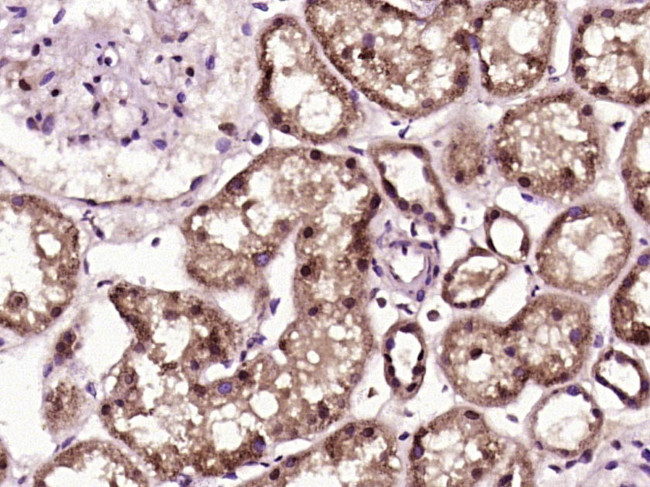 PKD1L2 Antibody in Immunohistochemistry (Paraffin) (IHC (P))