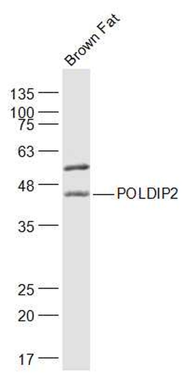 POLDIP2 Antibody in Western Blot (WB)