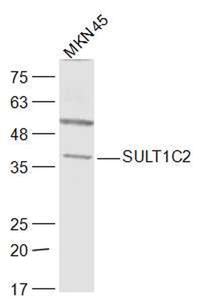 SULT1C2 Antibody in Western Blot (WB)