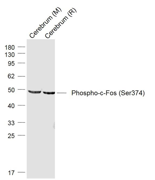 Phospho-c-Fos (Ser374) Antibody in Western Blot (WB)