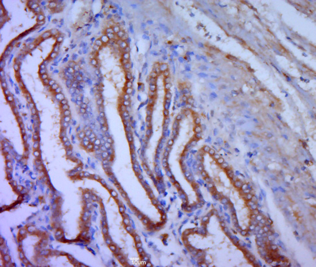 COX6c/Cytochrome C Oxidase subunit VIc Antibody in Immunohistochemistry (Paraffin) (IHC (P))