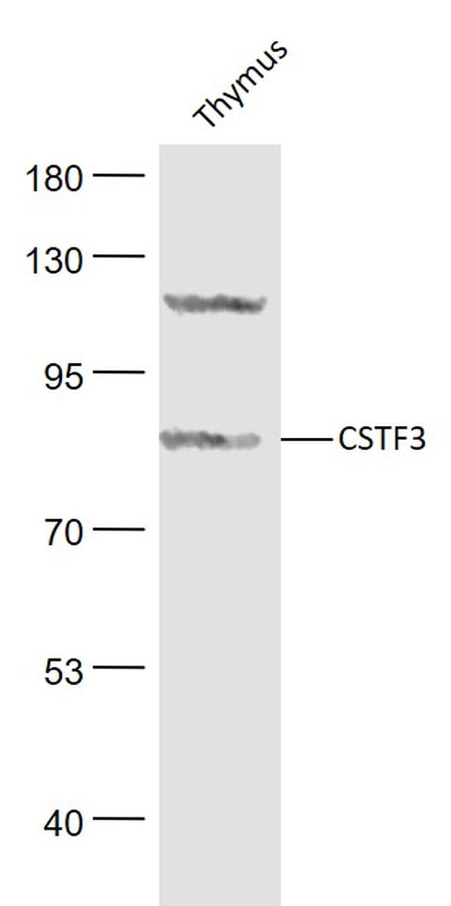 CSTF3/CSTF77 Antibody in Western Blot (WB)