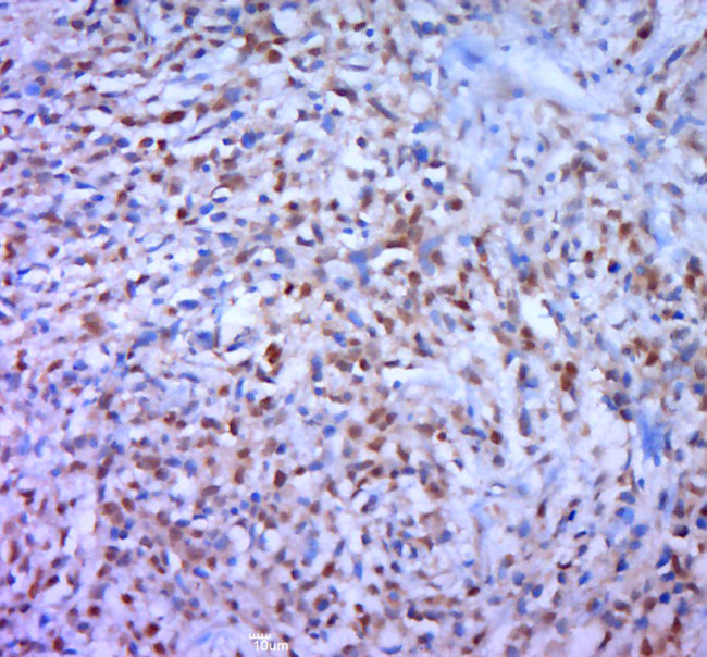 Phospho-DAXX (Ser668) Antibody in Immunohistochemistry (Paraffin) (IHC (P))