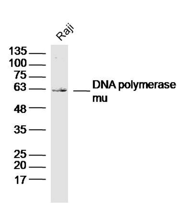 DNA polymerase mu Antibody in Western Blot (WB)