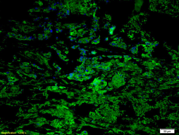 CCR7/CD197 Antibody in Immunohistochemistry (Paraffin) (IHC (P))
