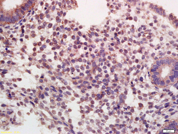 Oxytocin R Antibody in Immunohistochemistry (Paraffin) (IHC (P))
