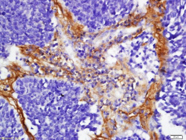FHOD1 Antibody in Immunohistochemistry (Paraffin) (IHC (P))