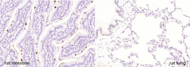 FCGBP Antibody in Immunohistochemistry (Paraffin) (IHC (P))