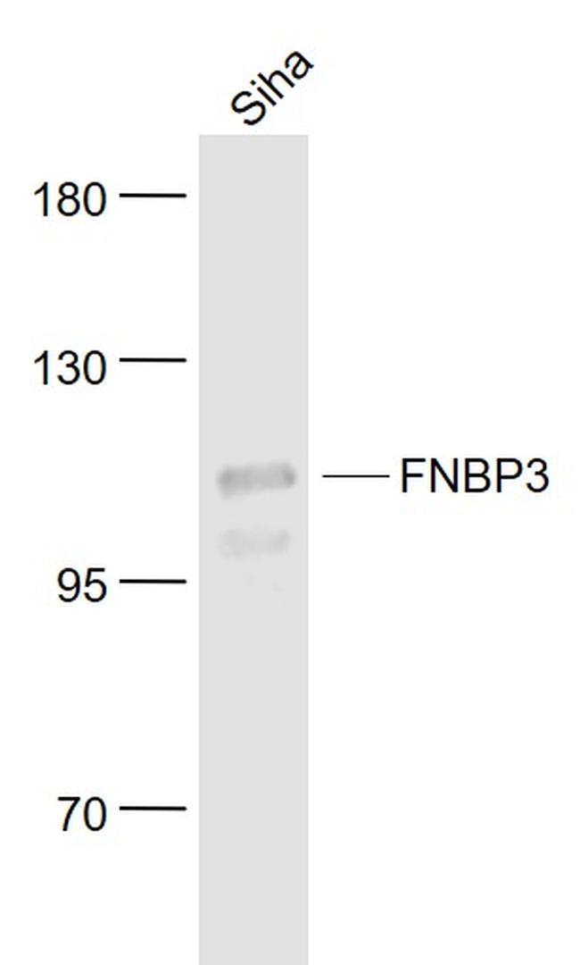 FNBP3 Antibody in Western Blot (WB)