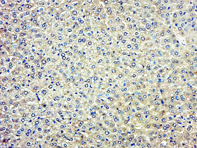 FREM1 Antibody in Immunohistochemistry (Paraffin) (IHC (P))