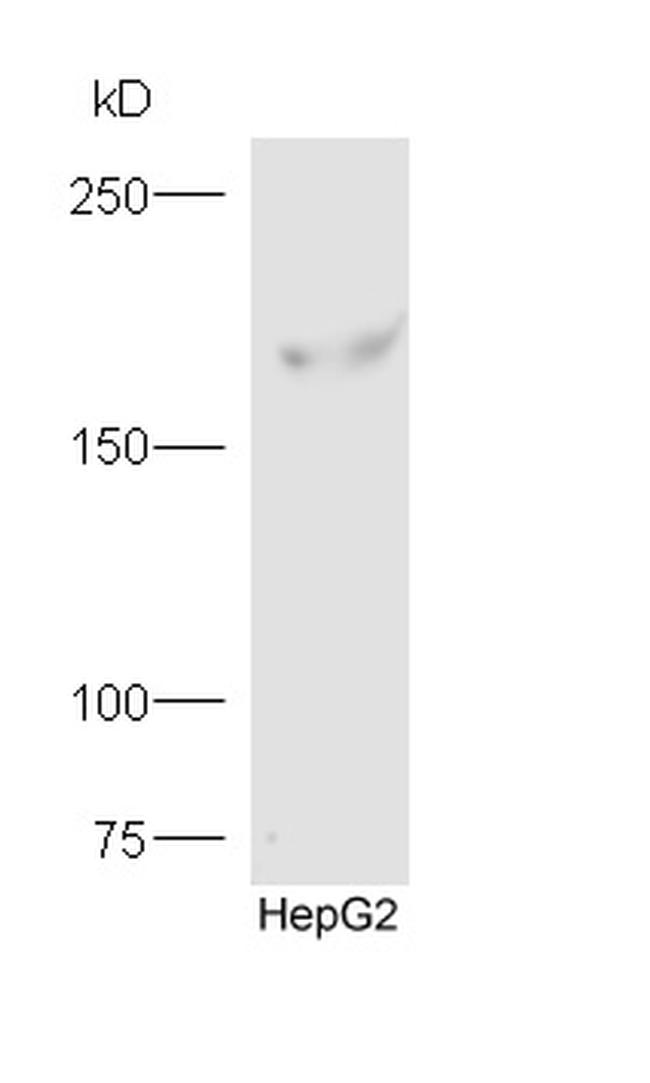FYCO1 Antibody in Western Blot (WB)