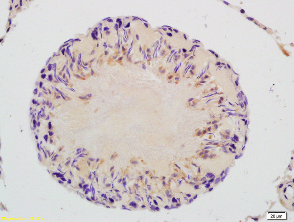 GAPDHS/GAPDH2 Antibody in Immunohistochemistry (Paraffin) (IHC (P))