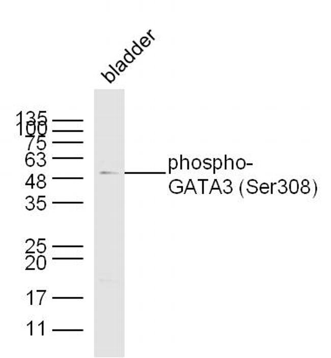 Phospho-GATA3 (Ser308) Antibody in Western Blot (WB)