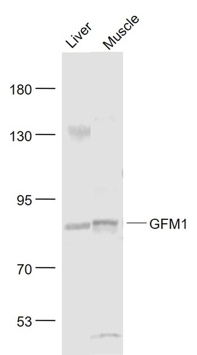 GFM1 Antibody in Western Blot (WB)