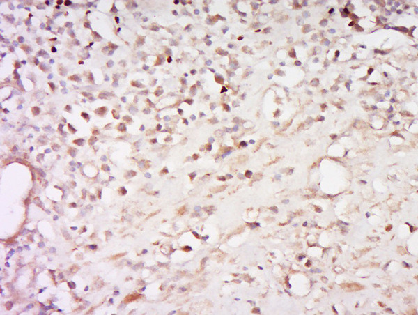 Phospho-Glucocorticoid Receptor (Ser226) Antibody in Immunohistochemistry (Paraffin) (IHC (P))