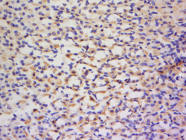 Glutamyl Prolyl tRNA synthetase/ProRS Antibody in Immunohistochemistry (Paraffin) (IHC (P))