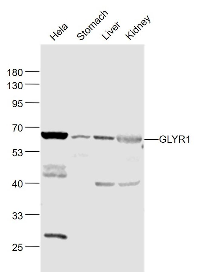 GLYR1/NP60 Antibody in Western Blot (WB)