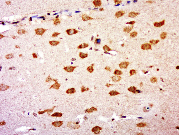 GNB5 Antibody in Immunohistochemistry (Paraffin) (IHC (P))