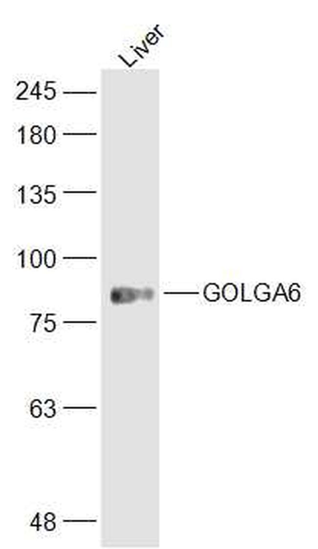 GOLGA6 Antibody in Western Blot (WB)