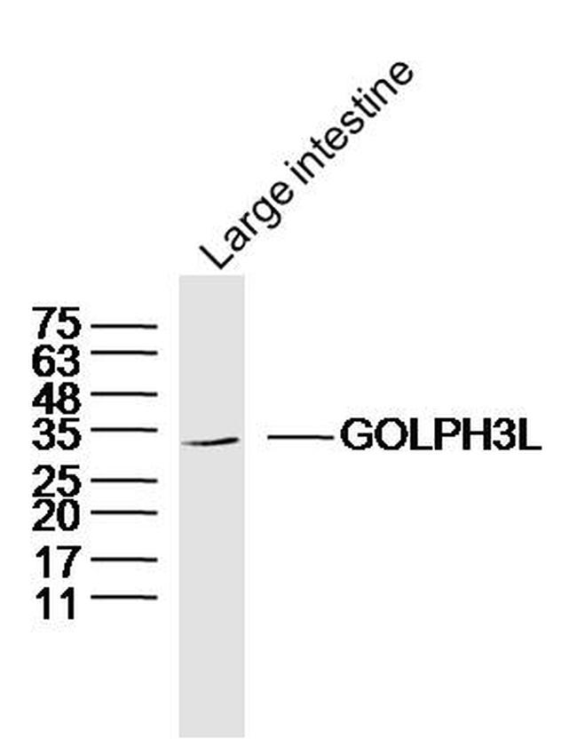 GOLPH3L Antibody in Western Blot (WB)