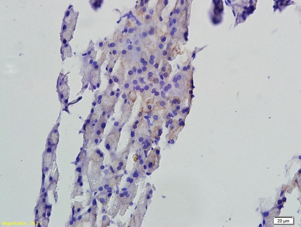 FAF1 Antibody in Immunohistochemistry (Paraffin) (IHC (P))