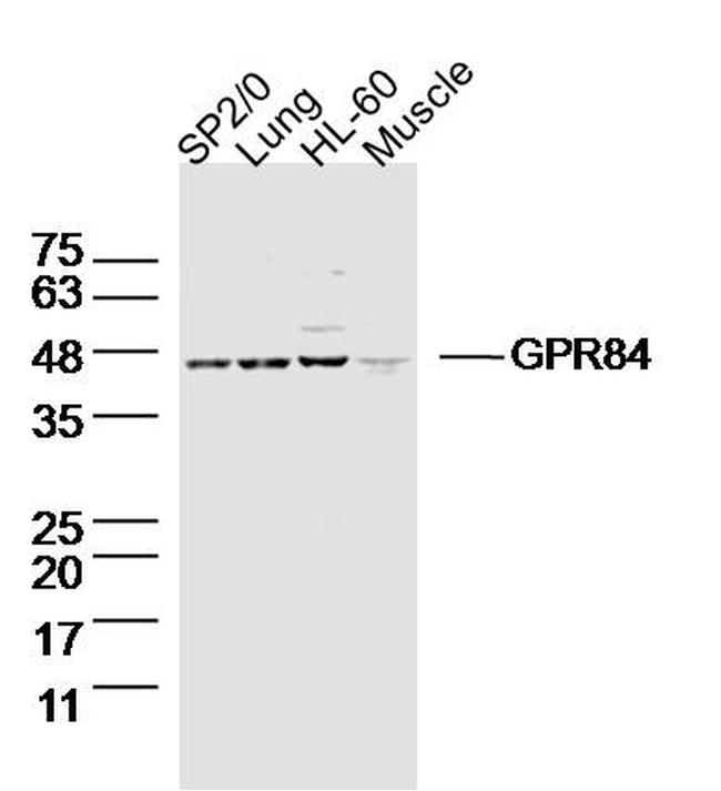 GPR84 Antibody in Western Blot (WB)
