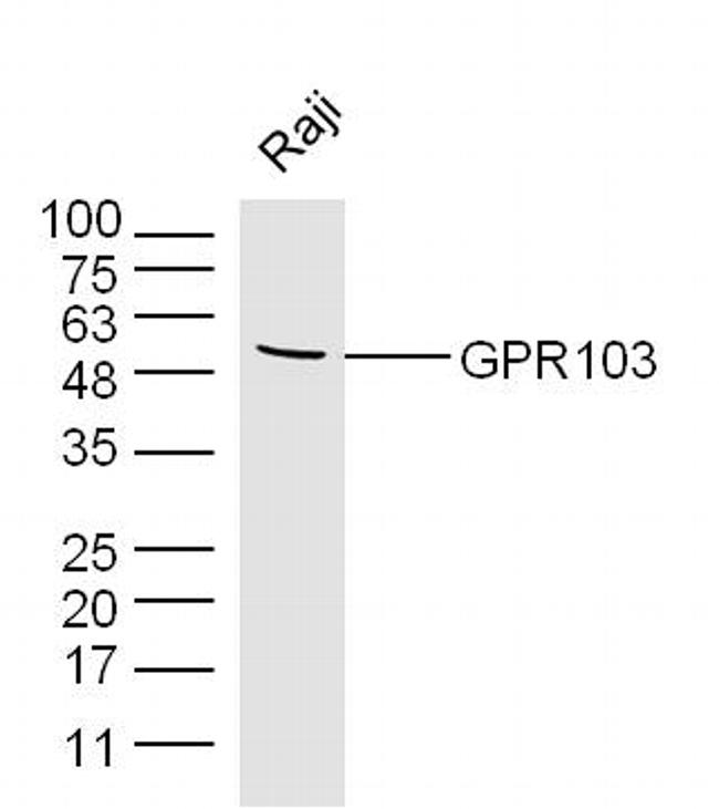 GPR103 Antibody in Western Blot (WB)