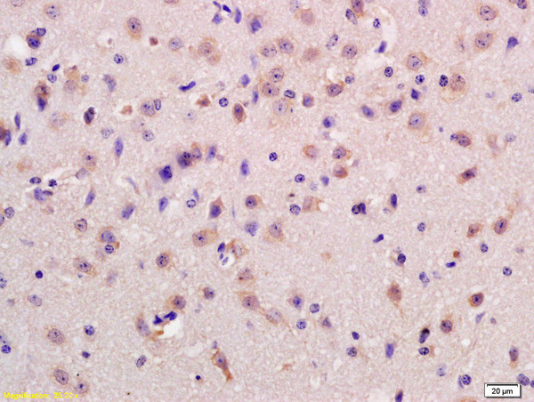 GPR37 Antibody in Immunohistochemistry (Paraffin) (IHC (P))