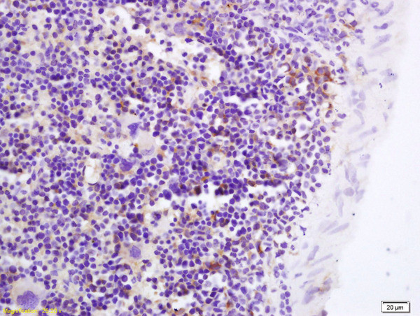GPR43 Antibody in Immunohistochemistry (Paraffin) (IHC (P))