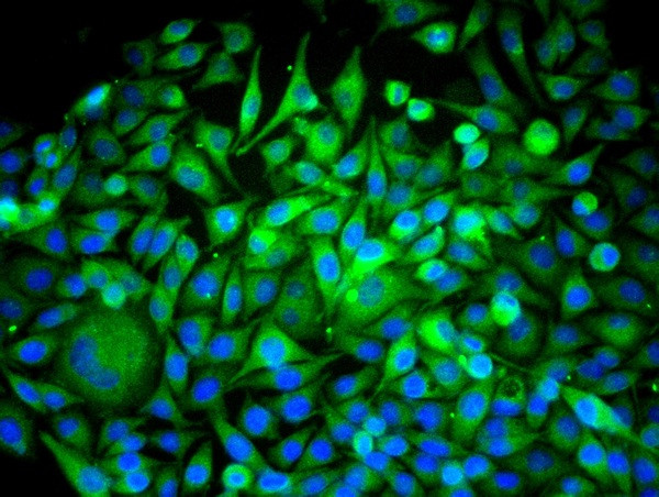 Beclin 1 Antibody in Immunocytochemistry (ICC/IF)