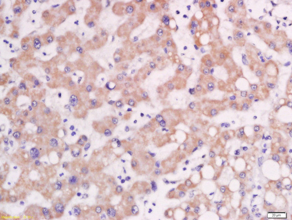 AP1M2 Antibody in Immunohistochemistry (Paraffin) (IHC (P))