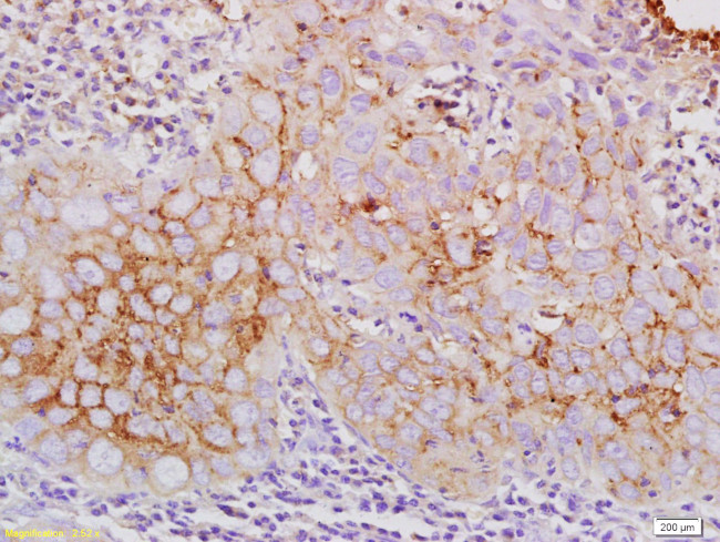 Claudin 10 Antibody in Immunohistochemistry (Paraffin) (IHC (P))