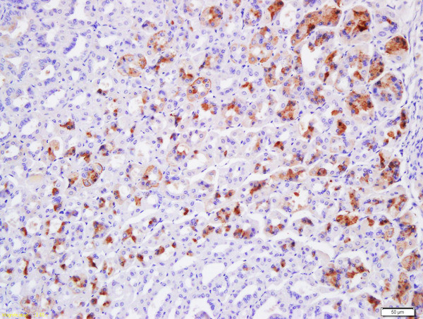 Claudin 19 Antibody in Immunohistochemistry (Paraffin) (IHC (P))