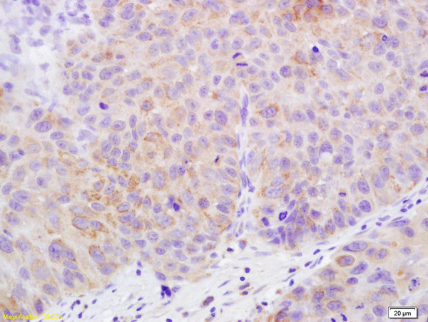 Claudin 17 Antibody in Immunohistochemistry (Paraffin) (IHC (P))
