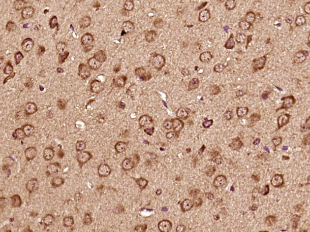 CDC42EP3 Antibody in Immunohistochemistry (Paraffin) (IHC (P))