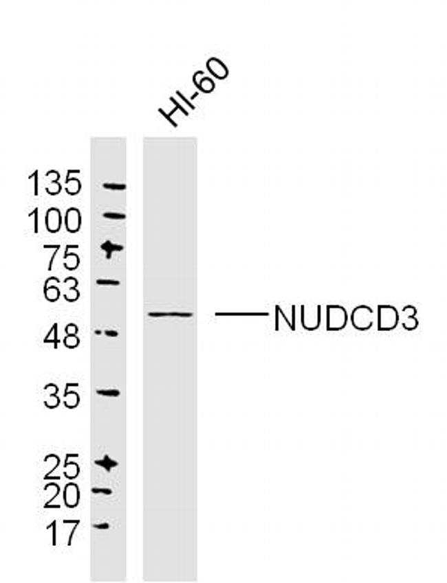NUDCD3 Antibody in Western Blot (WB)