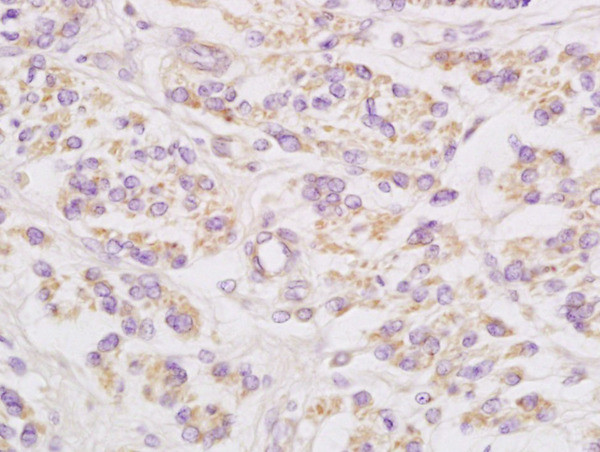 Connexin-32 Antibody in Immunohistochemistry (Paraffin) (IHC (P))