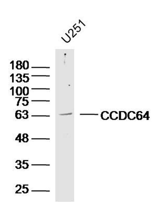 CCDC64 Antibody in Western Blot (WB)