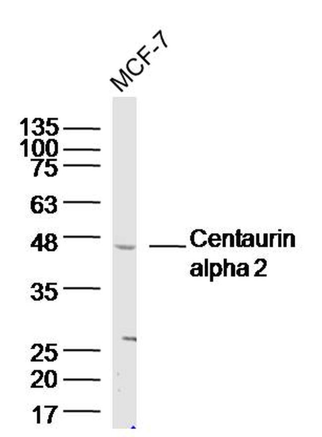 Centaurin alpha 2 Antibody in Western Blot (WB)