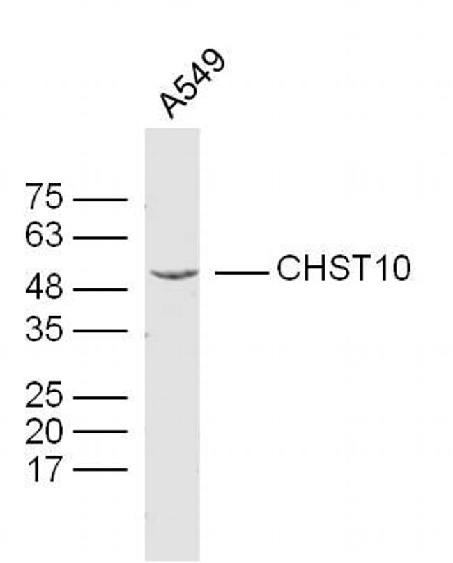 CHST10 Antibody in Western Blot (WB)