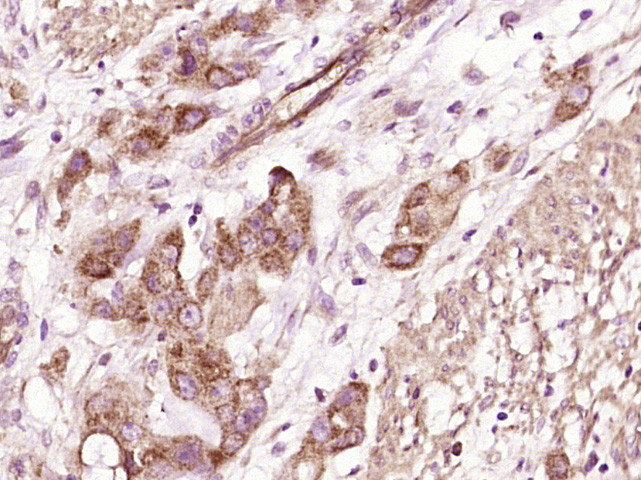 CRISP10 Antibody in Immunohistochemistry (Paraffin) (IHC (P))