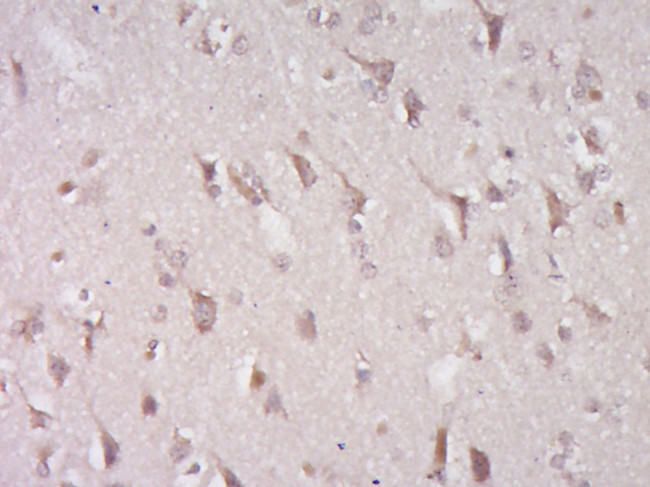 CXX1 Antibody in Immunohistochemistry (Paraffin) (IHC (P))