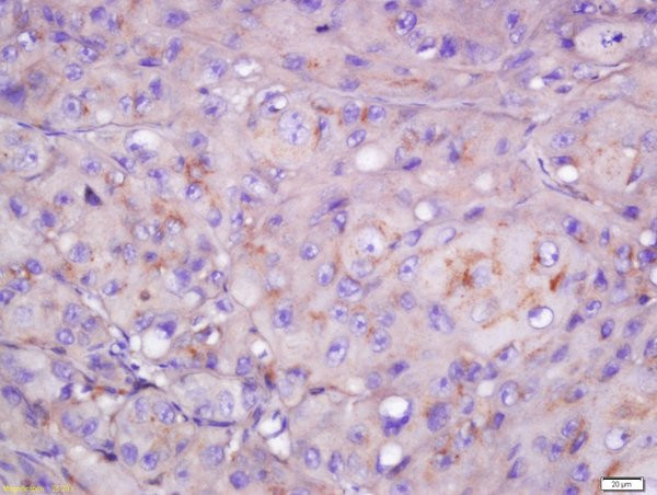 CYB5R4 Antibody in Immunohistochemistry (Paraffin) (IHC (P))