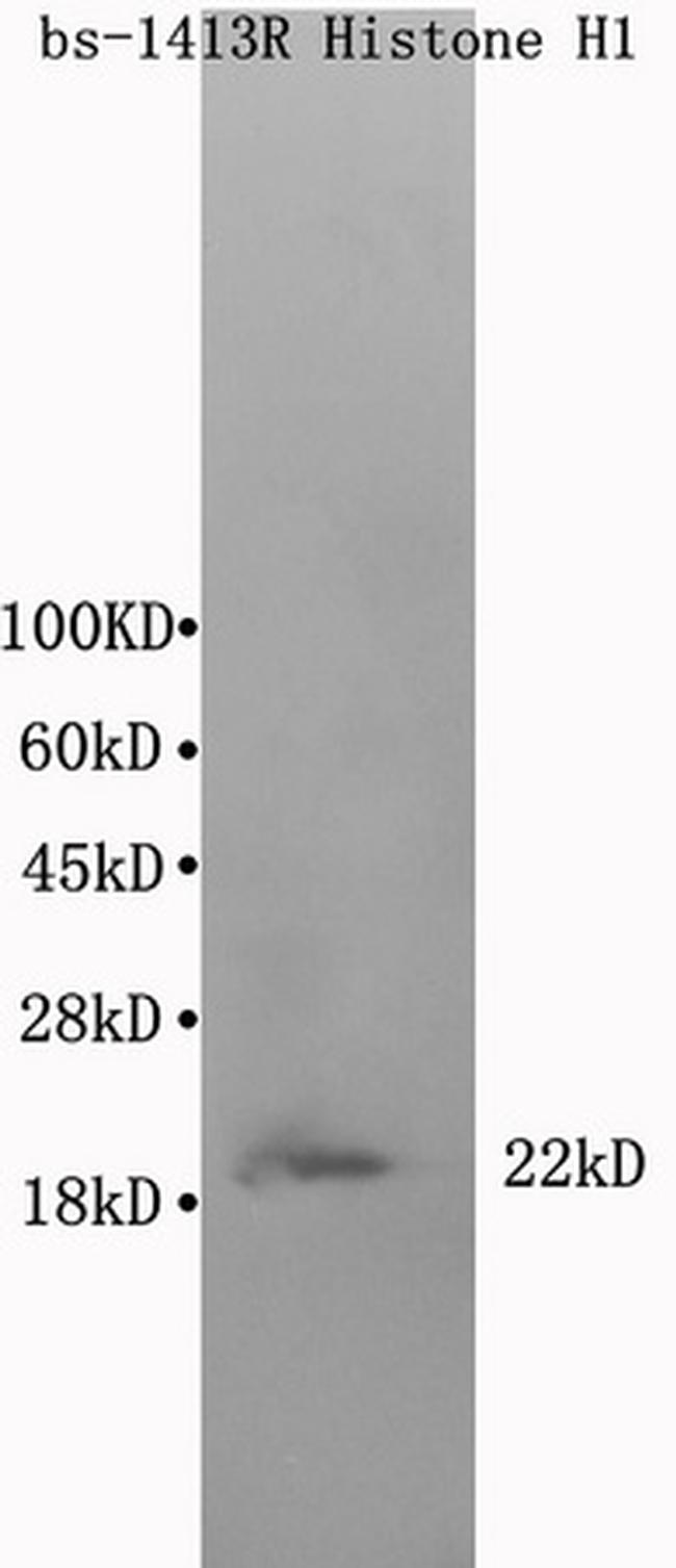 Histone H1t Antibody in Western Blot (WB)
