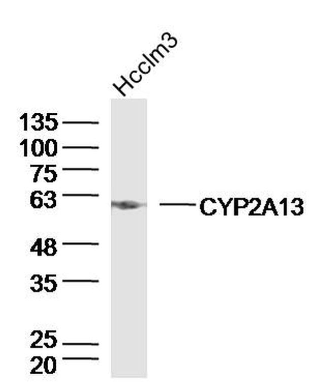 CYP2A13 Antibody in Western Blot (WB)