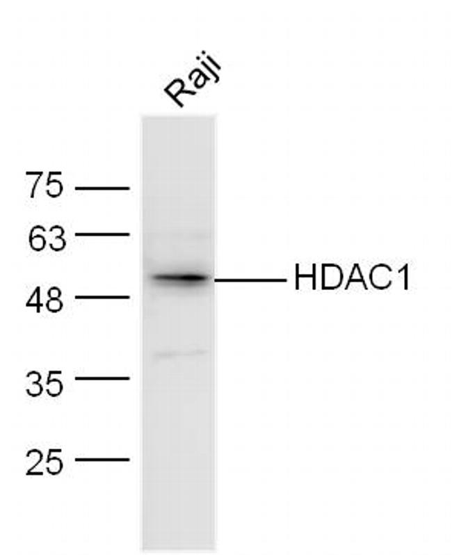 HDAC1/HD1 Antibody in Western Blot (WB)