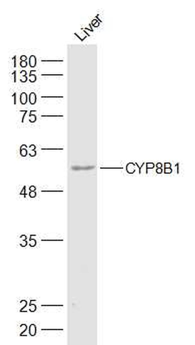 CYP8B1 Antibody in Western Blot (WB)