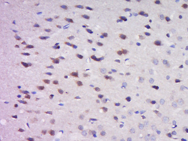 GRP10 Antibody in Immunohistochemistry (Paraffin) (IHC (P))