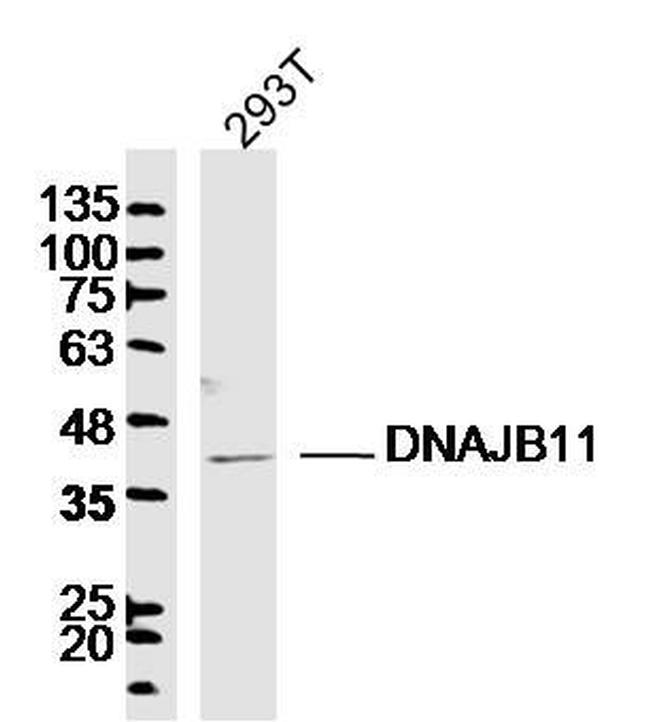 DNAJB11 Antibody in Western Blot (WB)