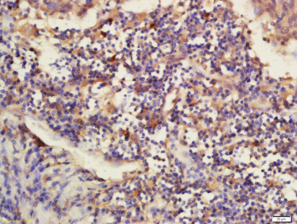 DNAJB12 Antibody in Immunohistochemistry (Paraffin) (IHC (P))